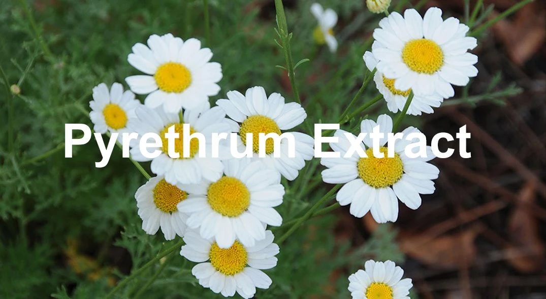 Pyrethrum Extract 5