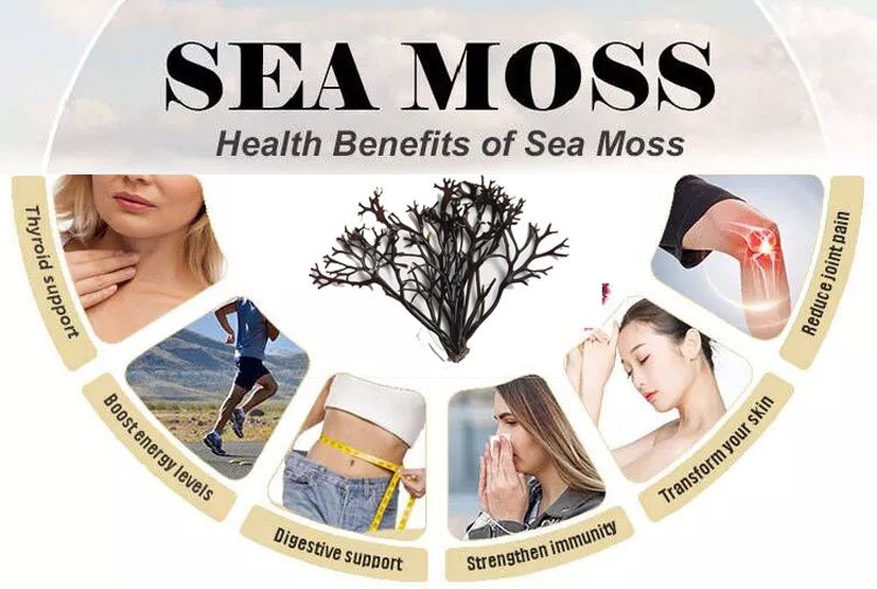 Irish-Sea-Mosses